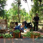 Petani di Desa Bugistua Serempak Panen Mangga Cengkir