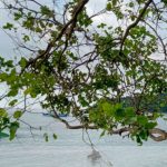 Pantai Nipah Lombok NTB